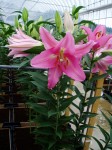 [6276 Lilium 59 No02.JPG]